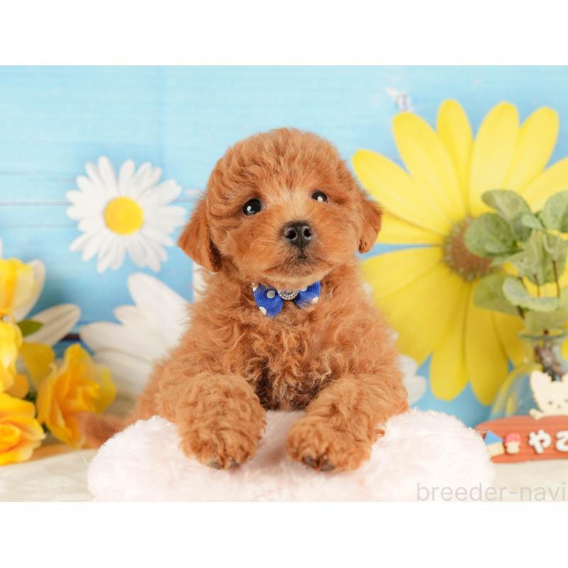 販売中の静岡県のトイプードル-431409の5枚目