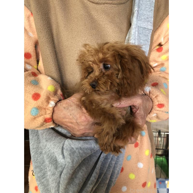 成約済の兵庫県のトイプードル-413440の6枚目