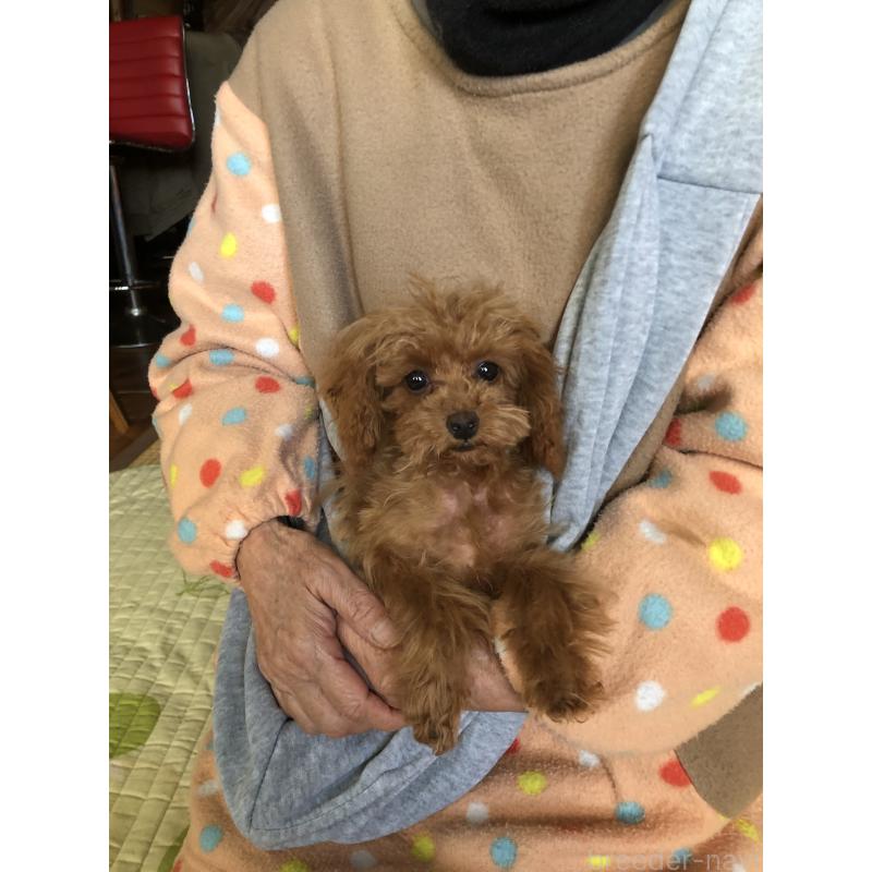 成約済の兵庫県のトイプードル-413440の5枚目