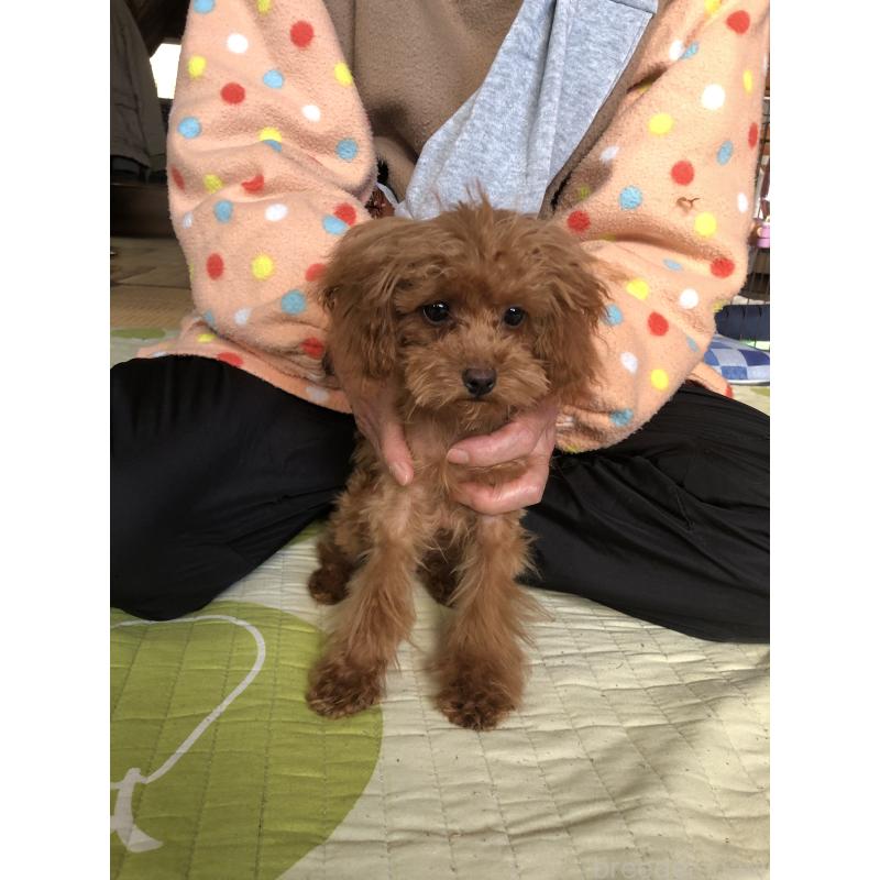 成約済の兵庫県のトイプードル-413440の4枚目