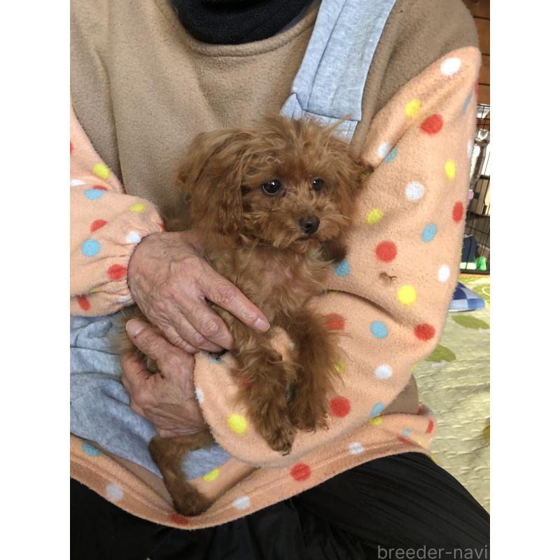 成約済の兵庫県のトイプードル-413440の3枚目