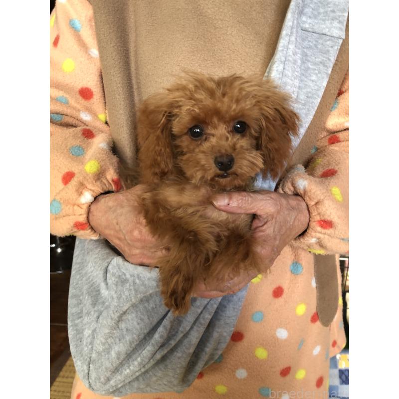 成約済の兵庫県のトイプードル-413440の2枚目