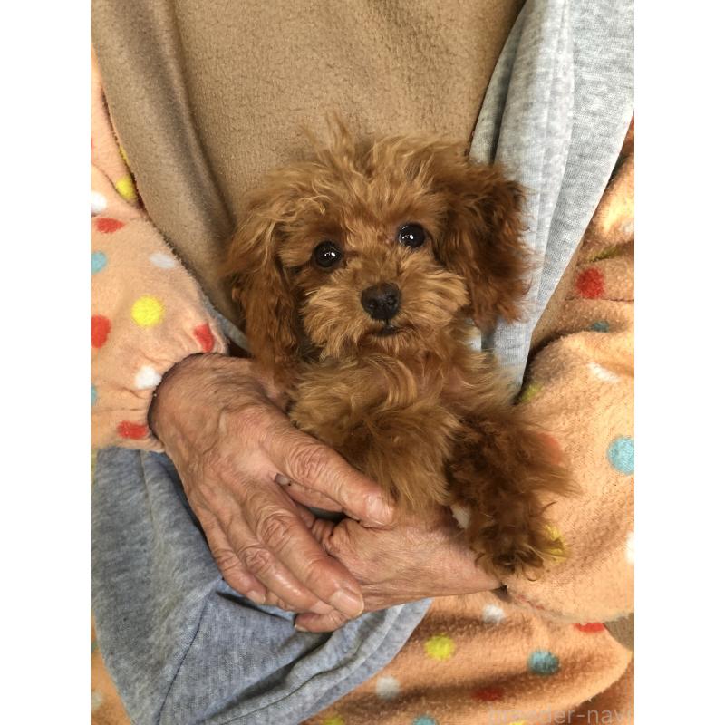 成約済の兵庫県のトイプードル-413440の1枚目