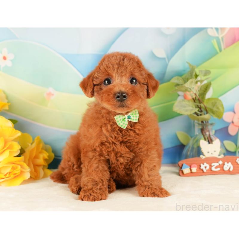 販売中の静岡県のトイプードル-431405の10枚目