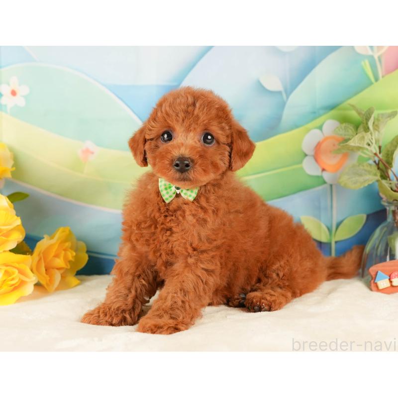 販売中の静岡県のトイプードル-431405の9枚目