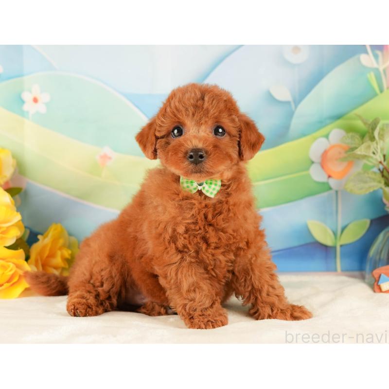 販売中の静岡県のトイプードル-431405の8枚目