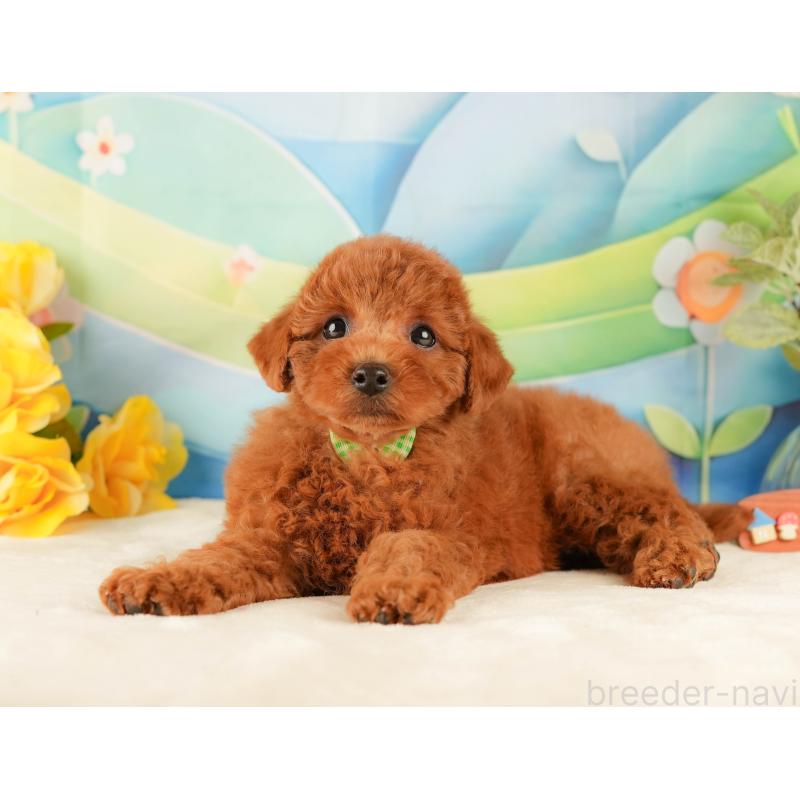 販売中の静岡県のトイプードル-431405の7枚目