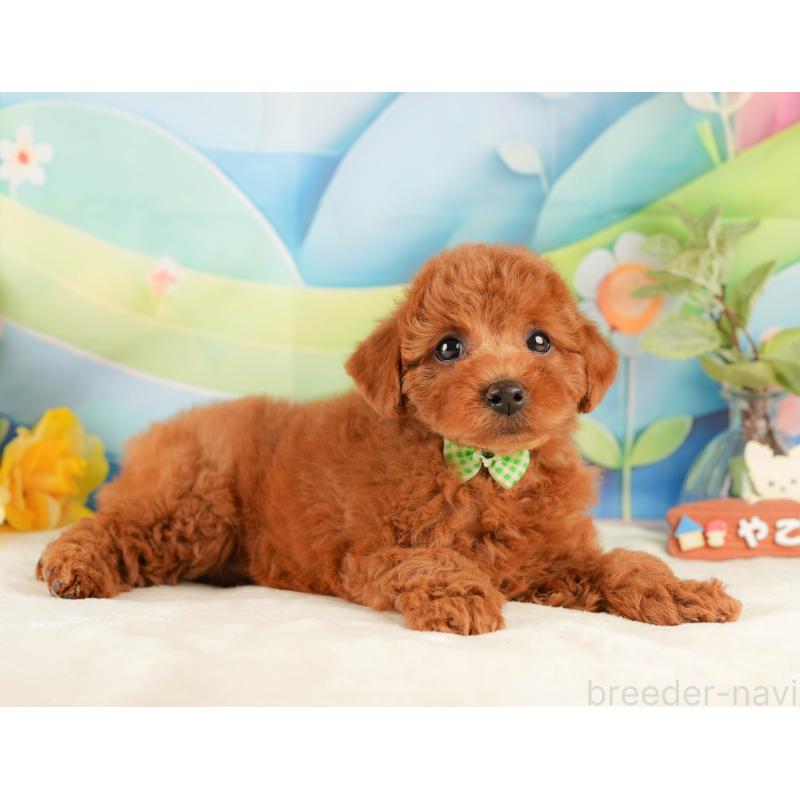 販売中の静岡県のトイプードル-431405の6枚目