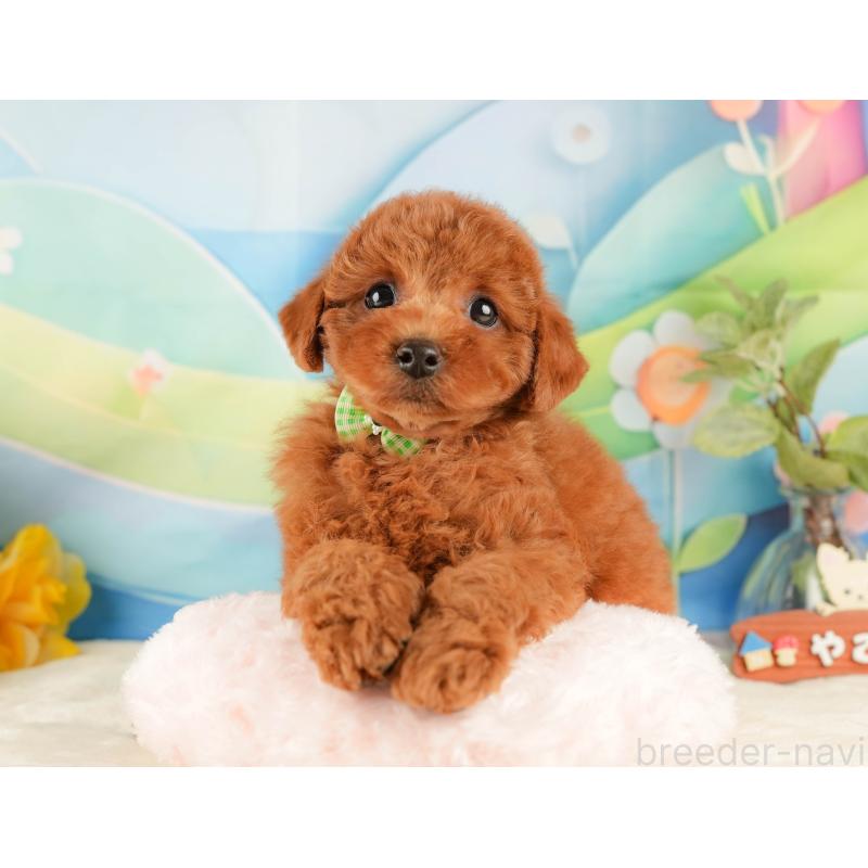 販売中の静岡県のトイプードル-431405の5枚目