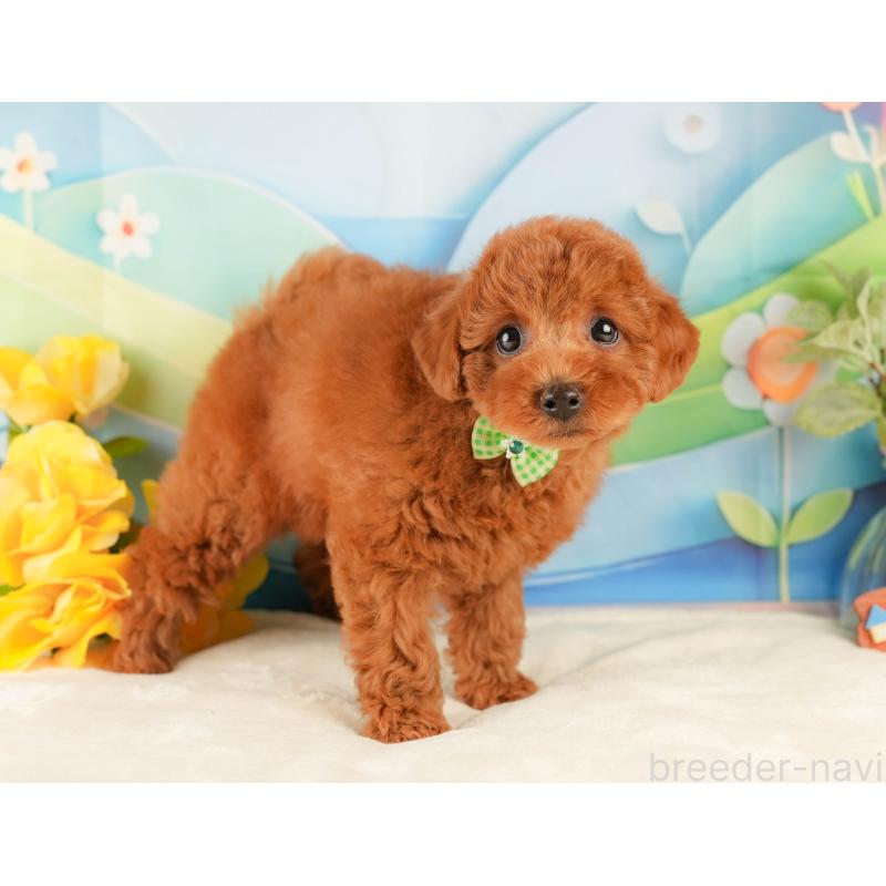 販売中の静岡県のトイプードル-431405の4枚目