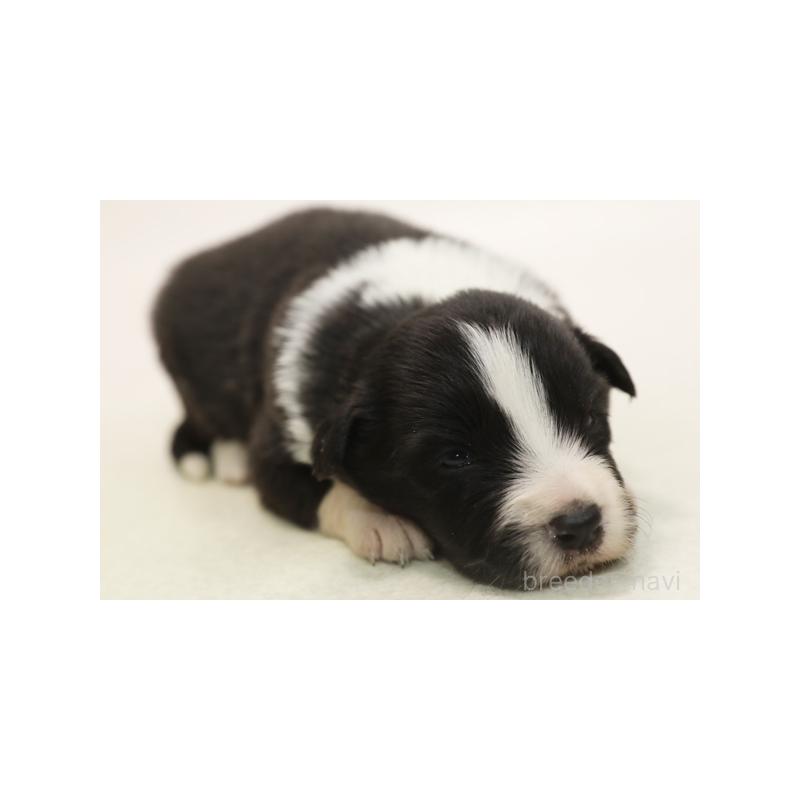 販売中の神奈川県のボーダーコリー-431359の6枚目