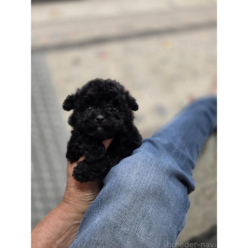 販売中の埼玉県のティーカッププードル-431360の8枚目