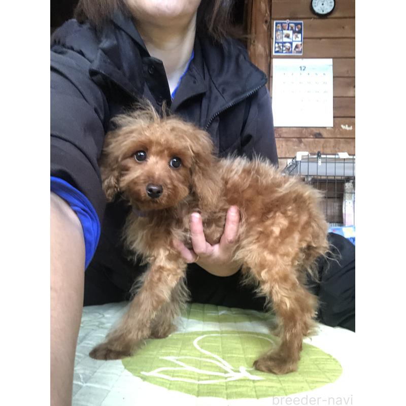 販売中の兵庫県のトイプードル-413437の8枚目