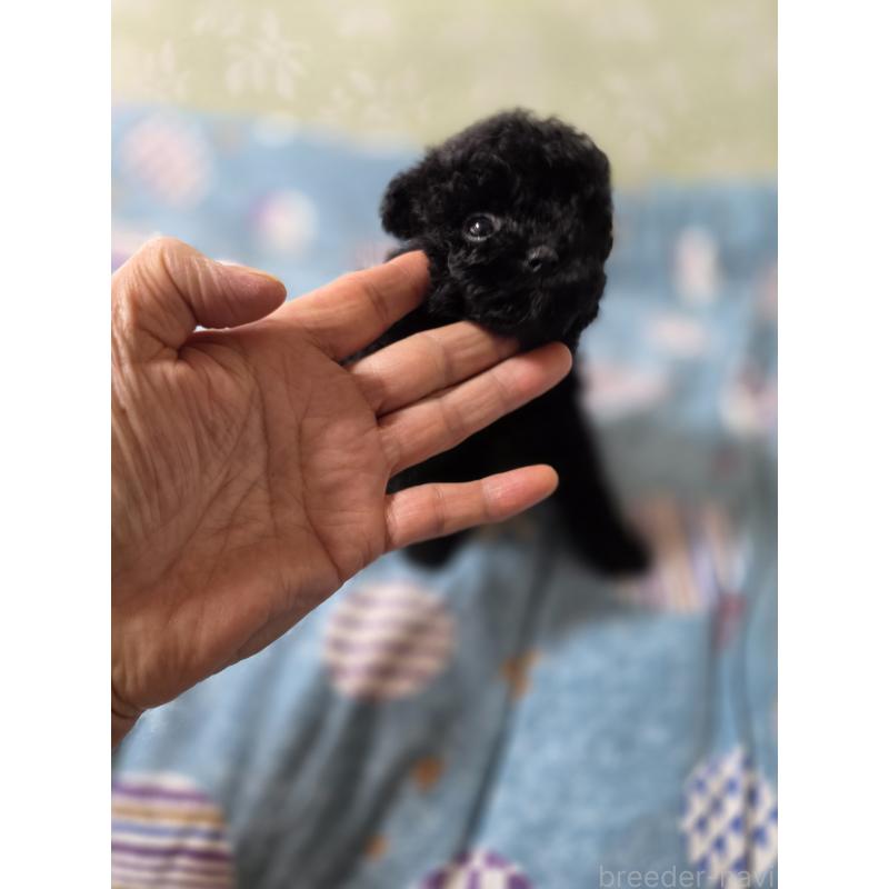 販売中の埼玉県のティーカッププードル-431360の7枚目