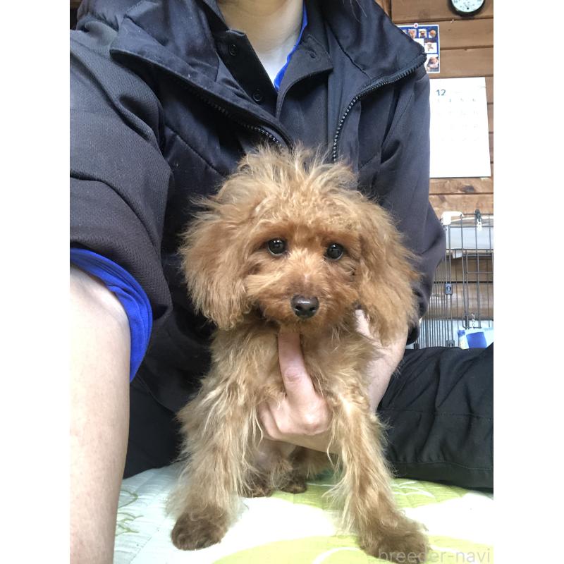 販売中の兵庫県のトイプードル-413437の7枚目