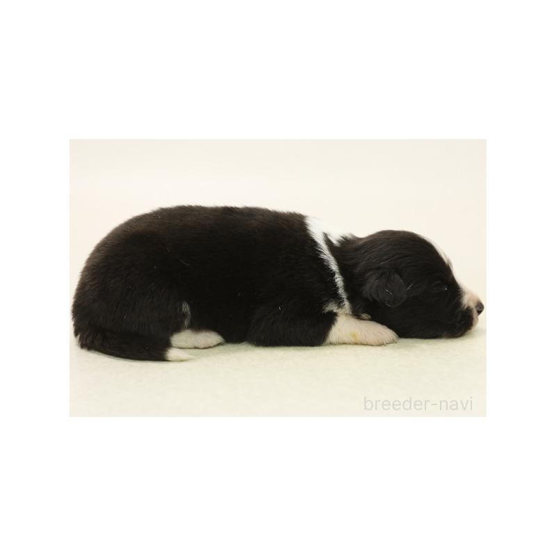 販売中の神奈川県のボーダーコリー-431359の4枚目