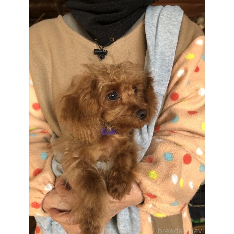 販売中の兵庫県のトイプードル-413437の6枚目