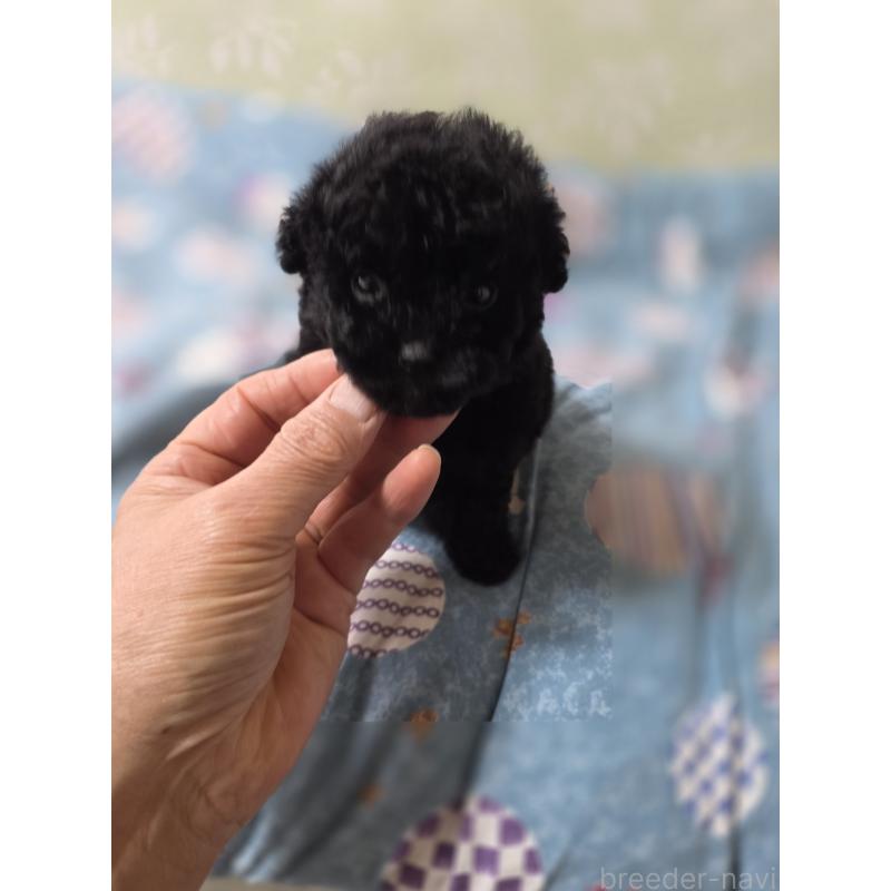 販売中の埼玉県のティーカッププードル-431360の6枚目