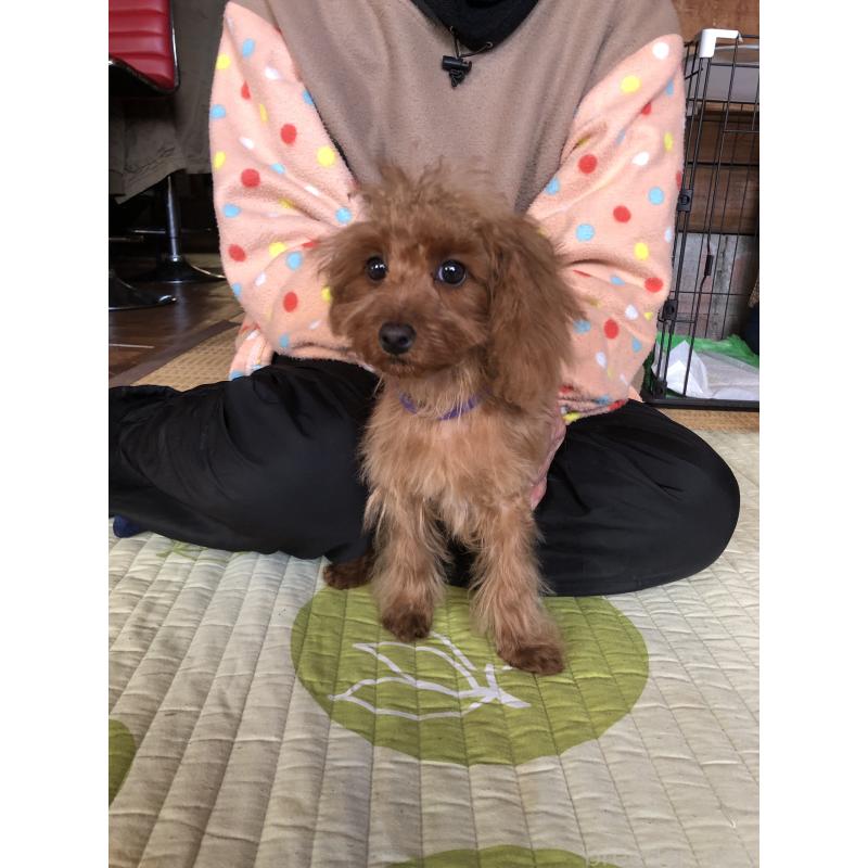 販売中の兵庫県のトイプードル-413437の5枚目