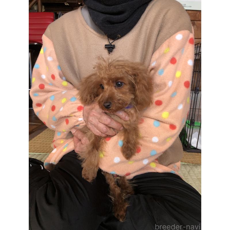 販売中の兵庫県のトイプードル-413437の4枚目