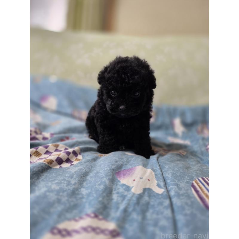 販売中の埼玉県のティーカッププードル-431360の5枚目