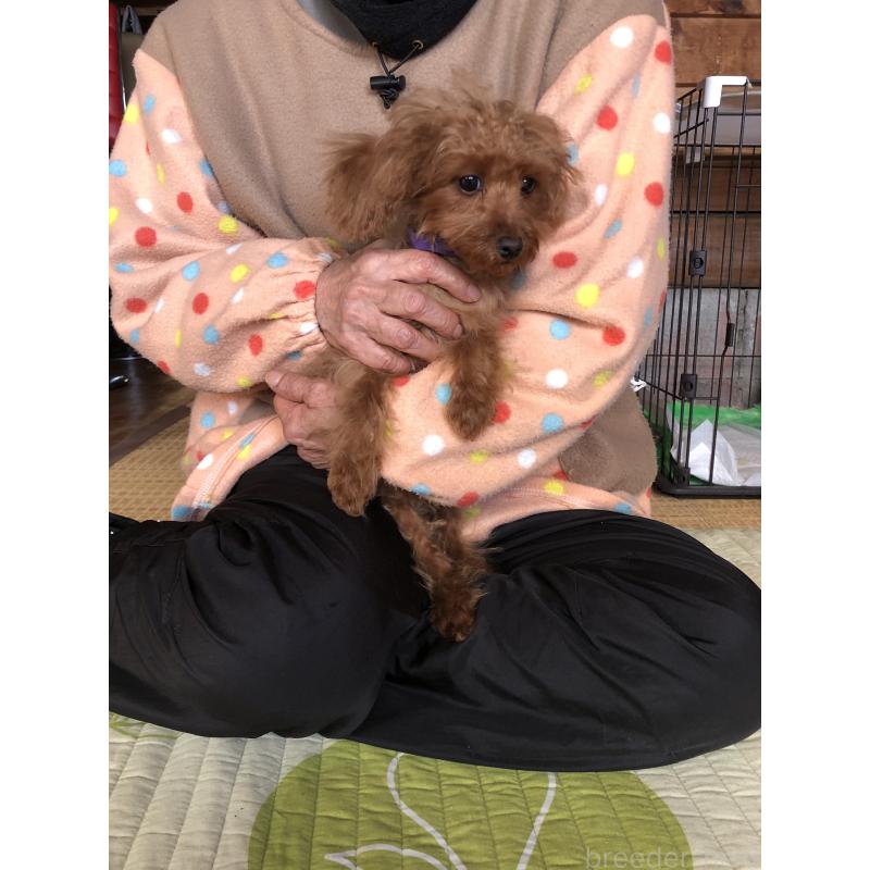 販売中の兵庫県のトイプードル-413437の3枚目