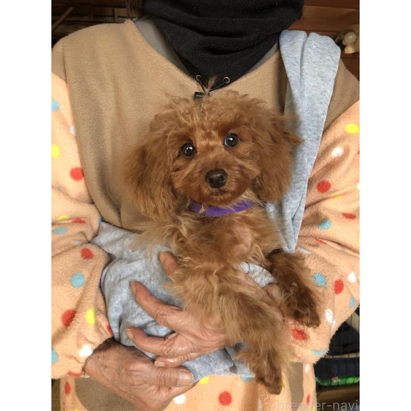 販売中の兵庫県のトイプードル-413437の2枚目