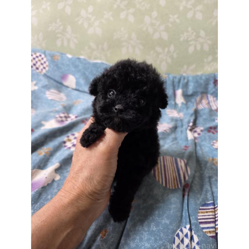 販売中の埼玉県のティーカッププードル-431360の4枚目