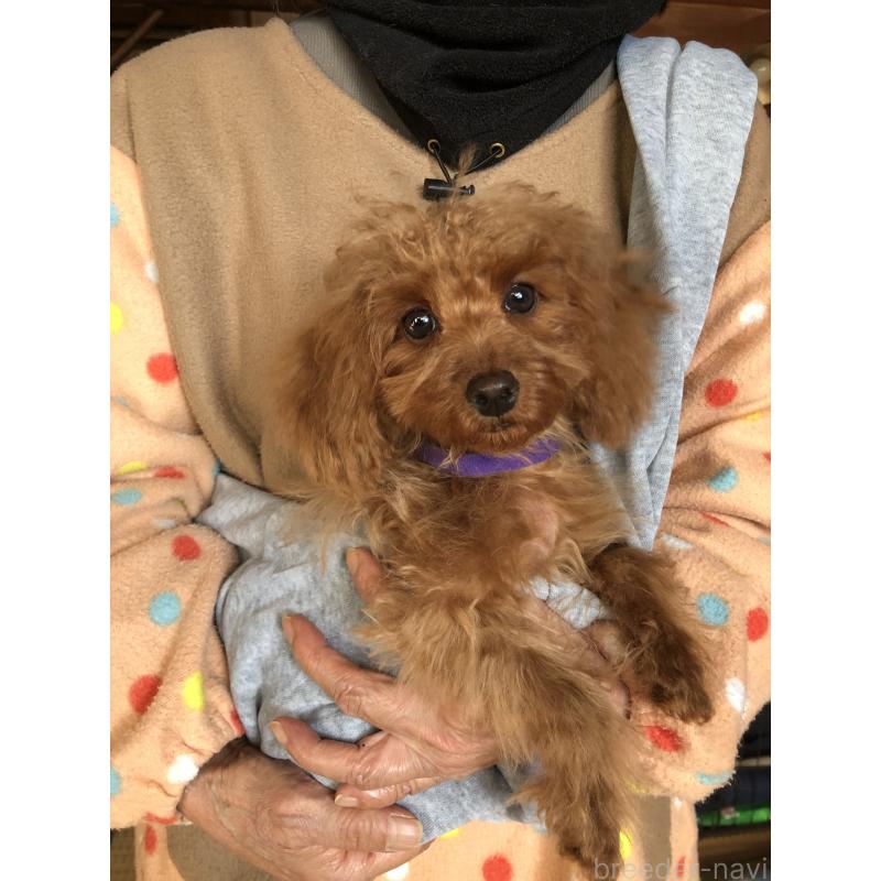 販売中の兵庫県のトイプードル-413437の1枚目