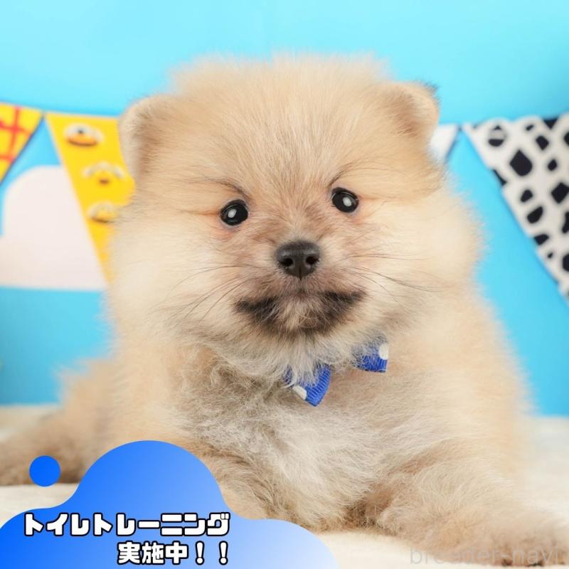 販売中の静岡県のポメラニアン-431402