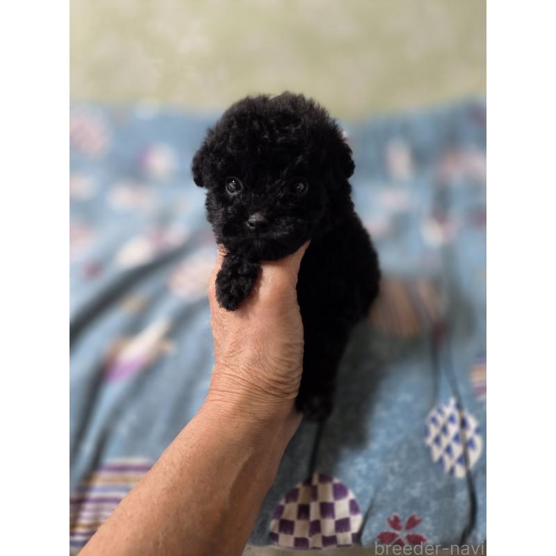 販売中の埼玉県のティーカッププードル-431360の3枚目