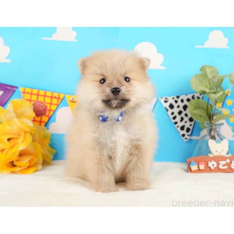 販売中の静岡県のポメラニアン-431402の10枚目