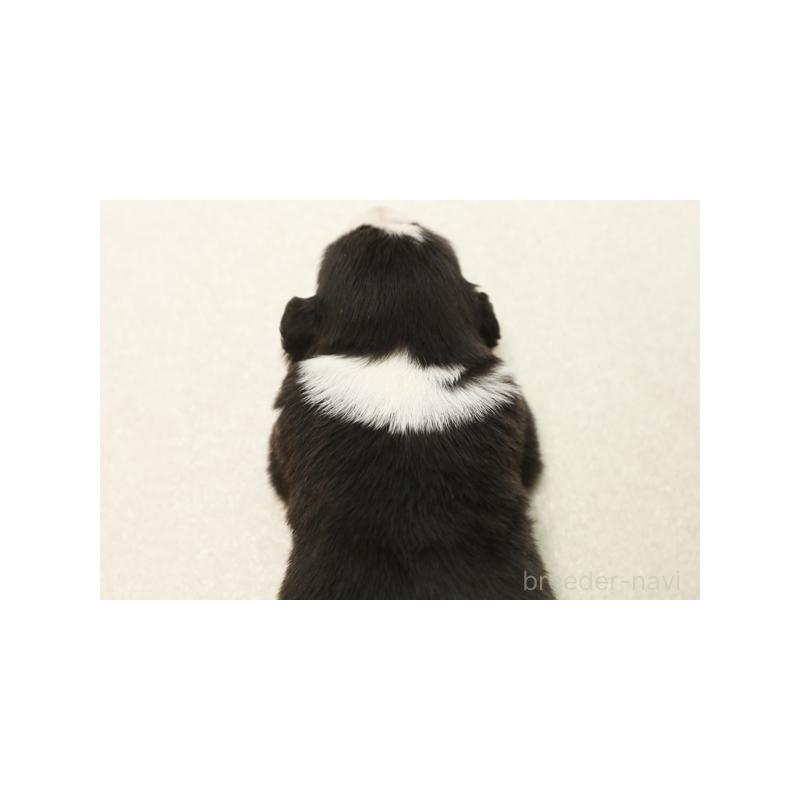 販売中の神奈川県のボーダーコリー-431359の2枚目