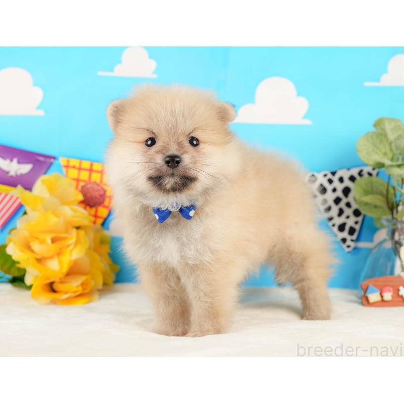 販売中の静岡県のポメラニアン-431402の9枚目