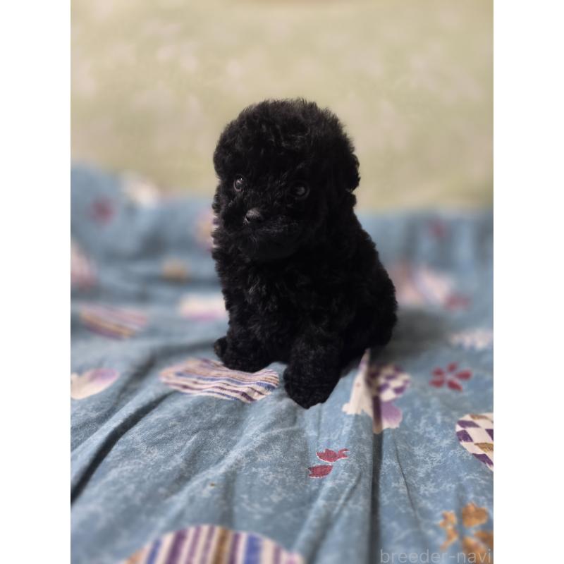 販売中の埼玉県のティーカッププードル-431360の2枚目