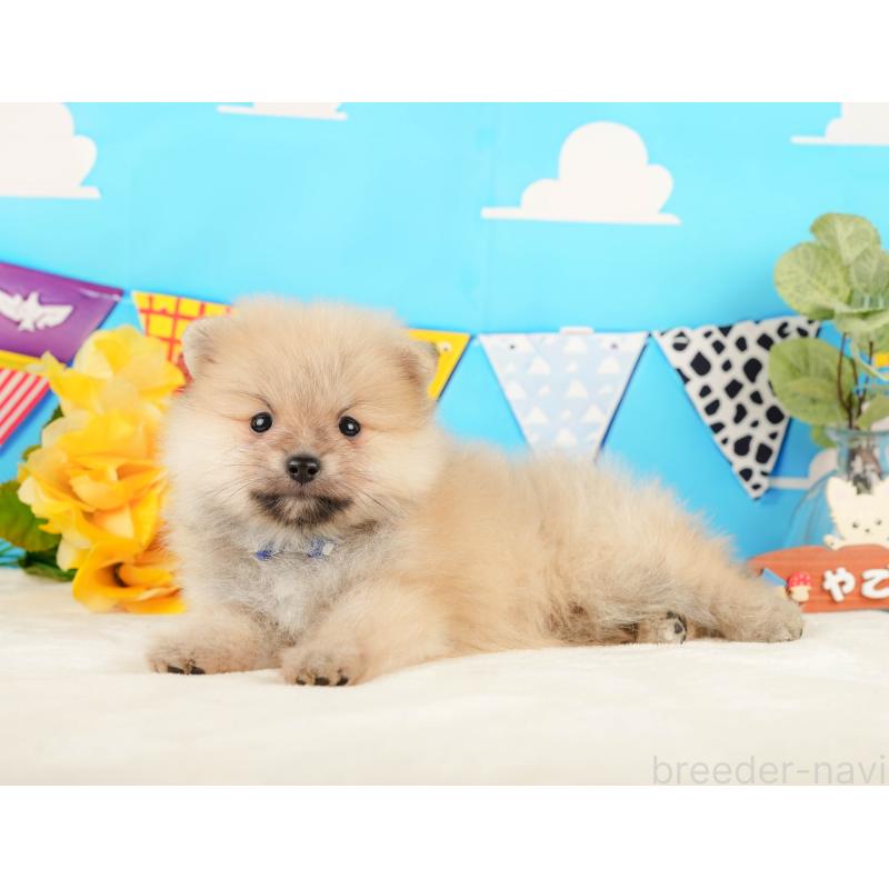 販売中の静岡県のポメラニアン-431402の8枚目