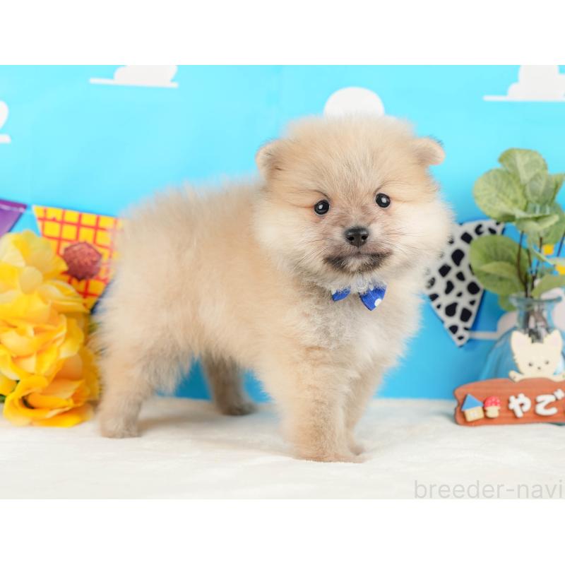 販売中の静岡県のポメラニアン-431402の7枚目
