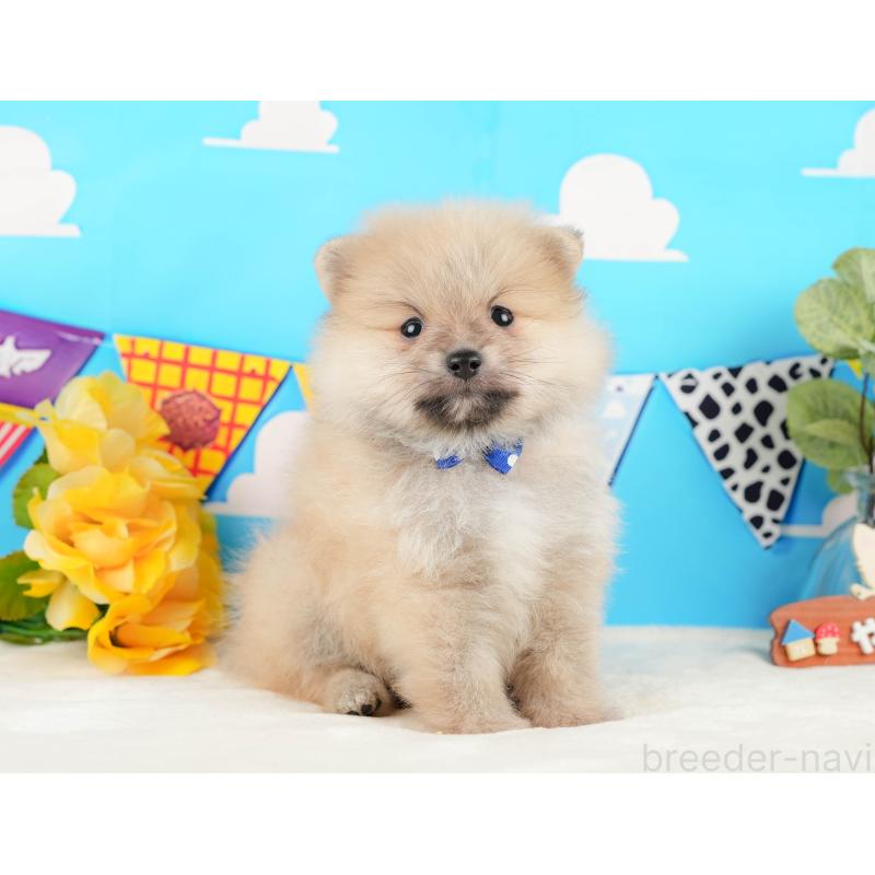 販売中の静岡県のポメラニアン-431402の6枚目