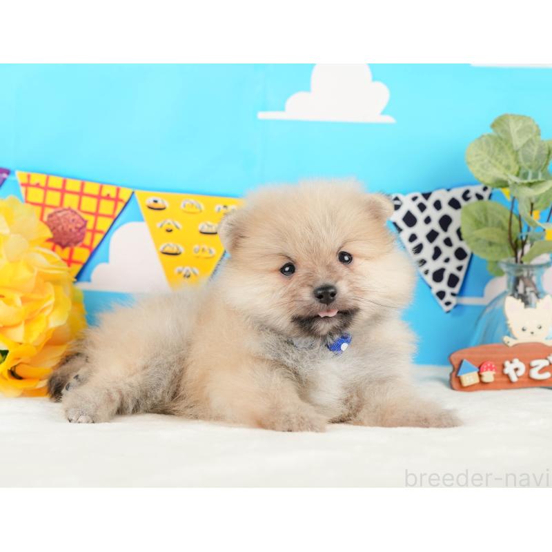 販売中の静岡県のポメラニアン-431402の5枚目