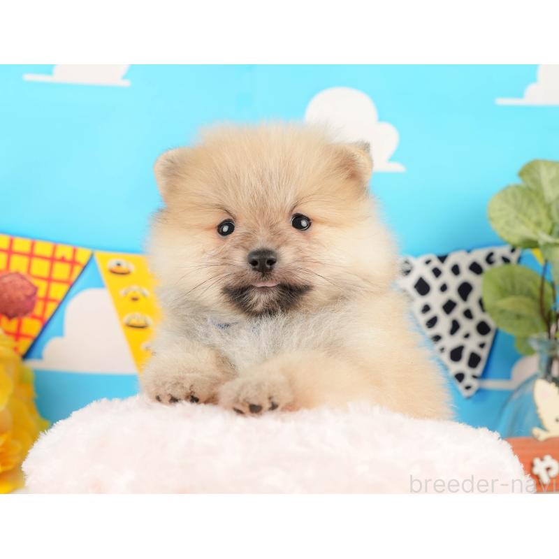 販売中の静岡県のポメラニアン-431402の4枚目