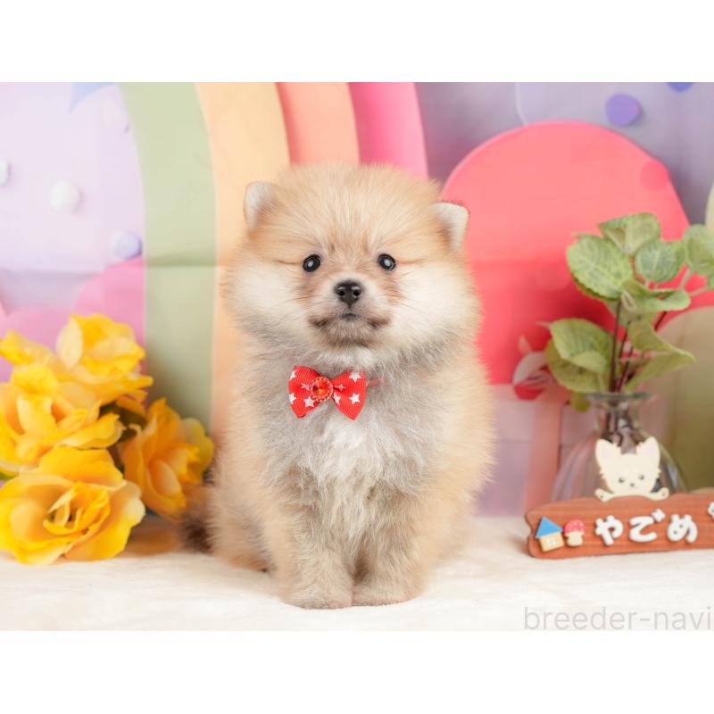 販売中の静岡県のポメラニアン-431400の10枚目