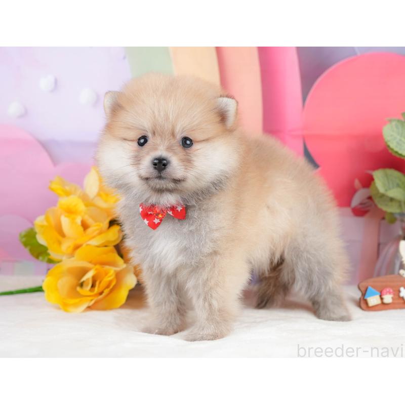 販売中の静岡県のポメラニアン-431400の9枚目