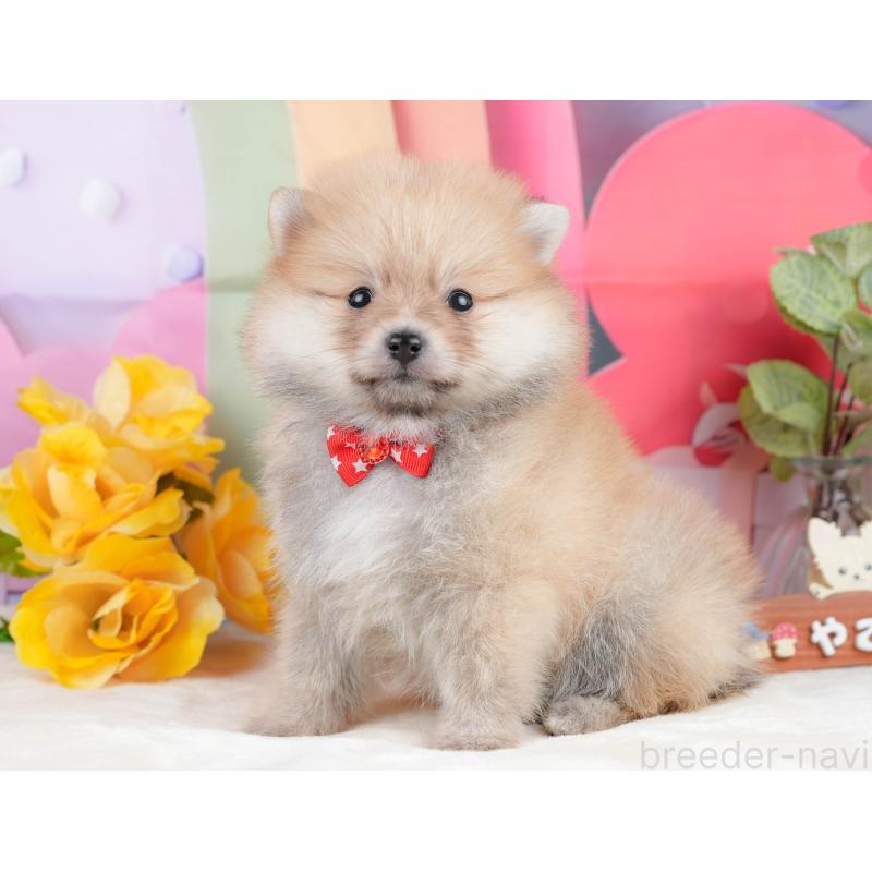 販売中の静岡県のポメラニアン-431400の8枚目