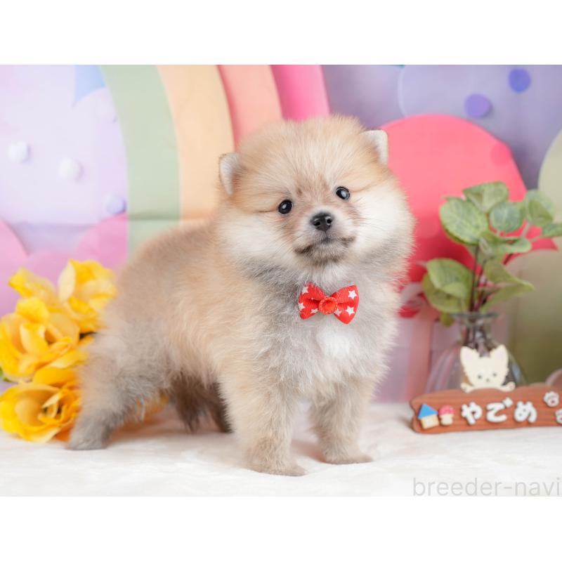 販売中の静岡県のポメラニアン-431400の7枚目