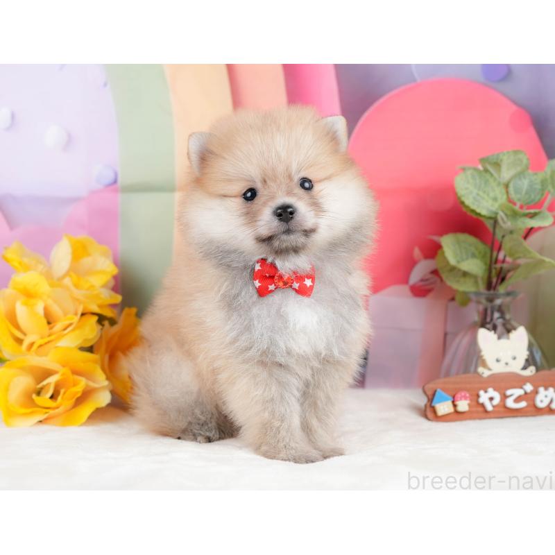 販売中の静岡県のポメラニアン-431400の6枚目