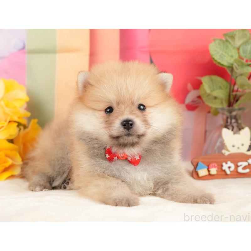 販売中の静岡県のポメラニアン-431400の5枚目