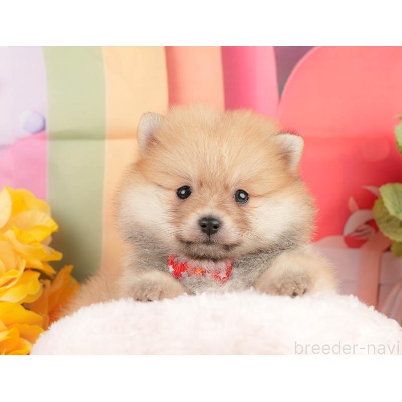 販売中の静岡県のポメラニアン-431400の4枚目