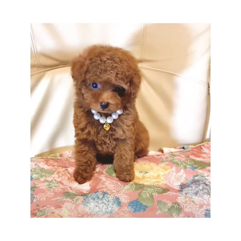 販売中の兵庫県のティーカッププードル-431361