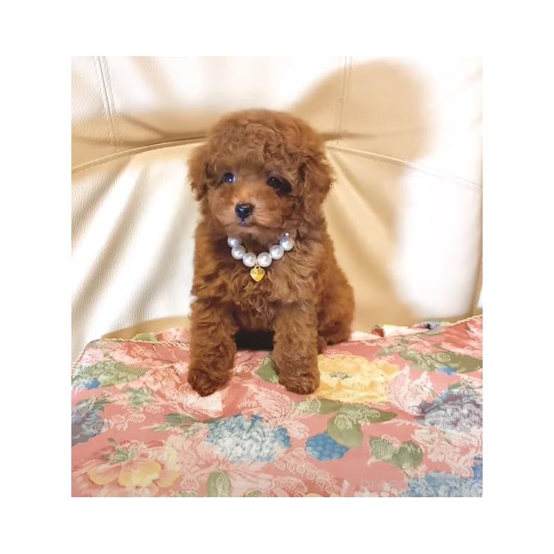 販売中の兵庫県のティーカッププードル-431361の3枚目