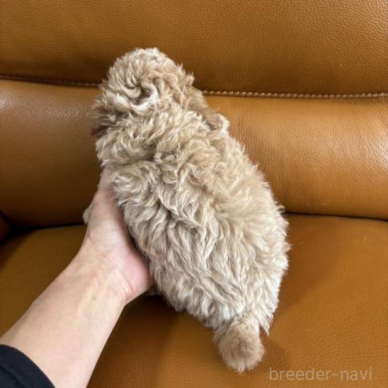 販売中の佐賀県のトイプードル-431362の5枚目